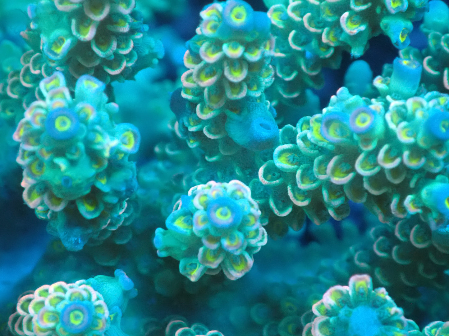 Acropora (ウスエダミドリイシ) インドネシア産007