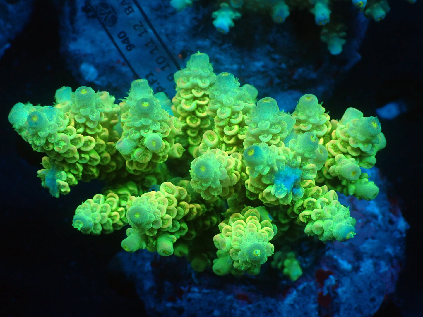 Acropora (ウスエダミドリイシ) インドネシア産008