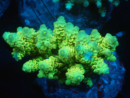 Acropora (ウスエダミドリイシ) インドネシア産008