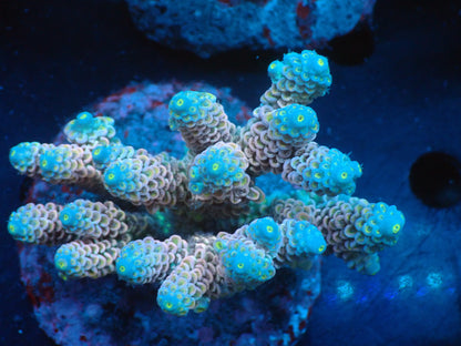 Acropora (ウスエダミドリイシ) インドネシア産009