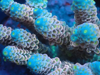 Acropora (ウスエダミドリイシ) インドネシア産009