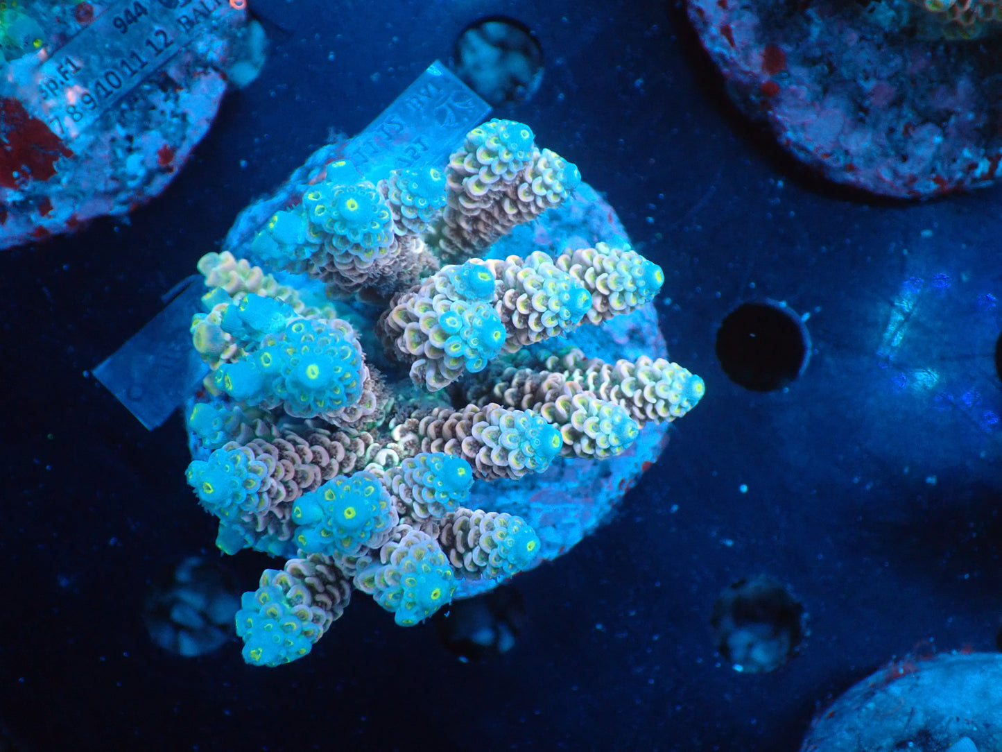 Acropora (ウスエダミドリイシ) インドネシア産010