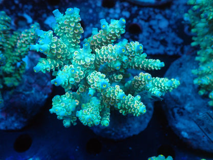 Acropora (ウスエダミドリイシ) インドネシア産011