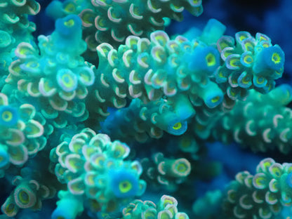 Acropora (ウスエダミドリイシ) インドネシア産011