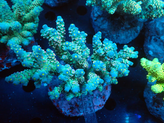 Acropora (ウスエダミドリイシ) インドネシア産012