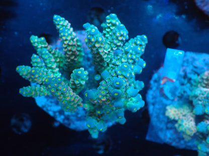 Acropora (ウスエダミドリイシ) インドネシア産013
