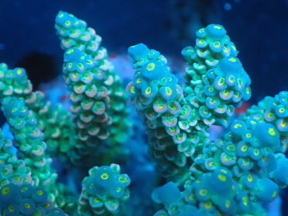 Acropora (ウスエダミドリイシ) インドネシア産013