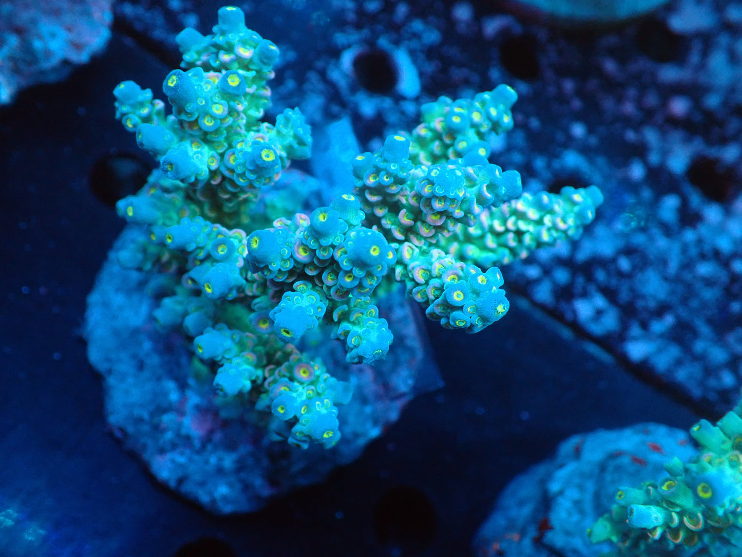 Acropora (ウスエダミドリイシ) インドネシア産014