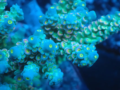 Acropora (ウスエダミドリイシ) インドネシア産014