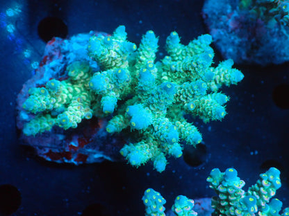 Acropora (ウスエダミドリイシ) インドネシア産015