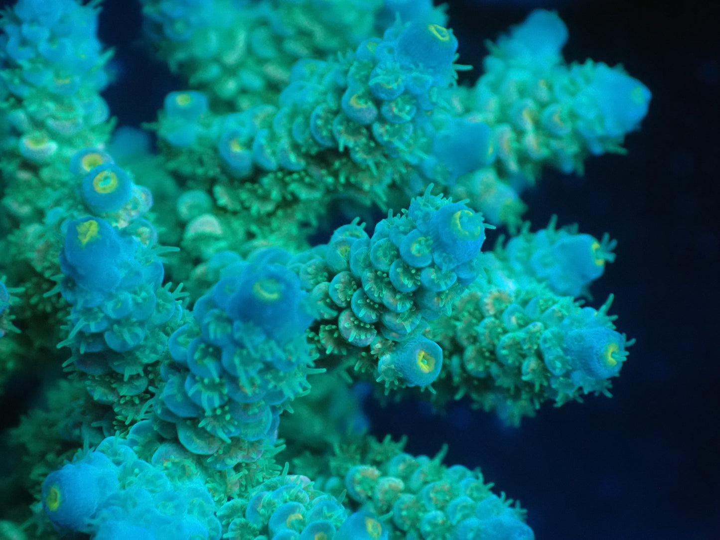 Acropora (ウスエダミドリイシ) インドネシア産015