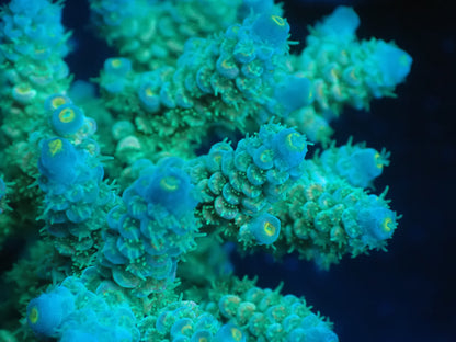 Acropora (ウスエダミドリイシ) インドネシア産015