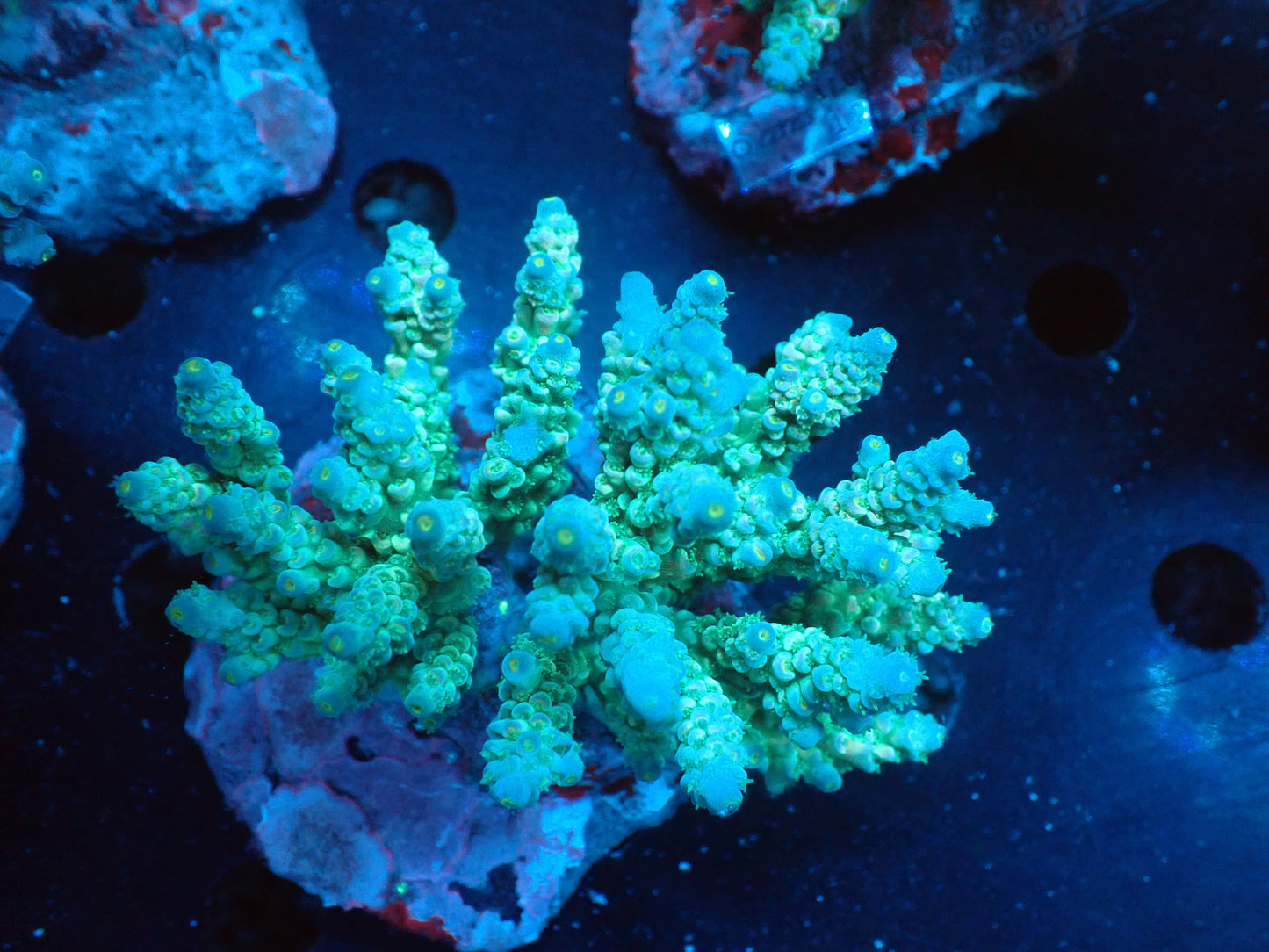 Acropora (ウスエダミドリイシ) インドネシア産016