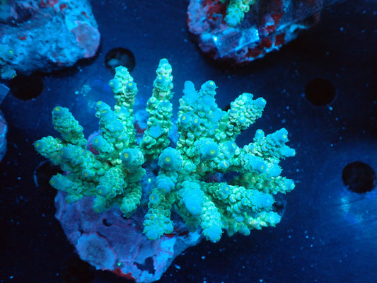 Acropora (ウスエダミドリイシ) インドネシア産016