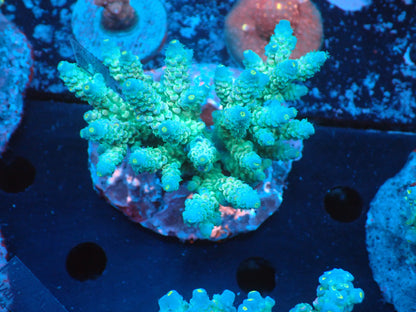 Acropora (ウスエダミドリイシ) インドネシア産017