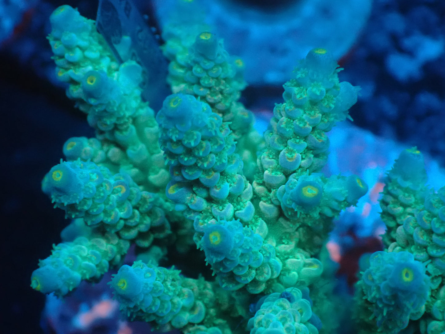 Acropora (ウスエダミドリイシ) インドネシア産017