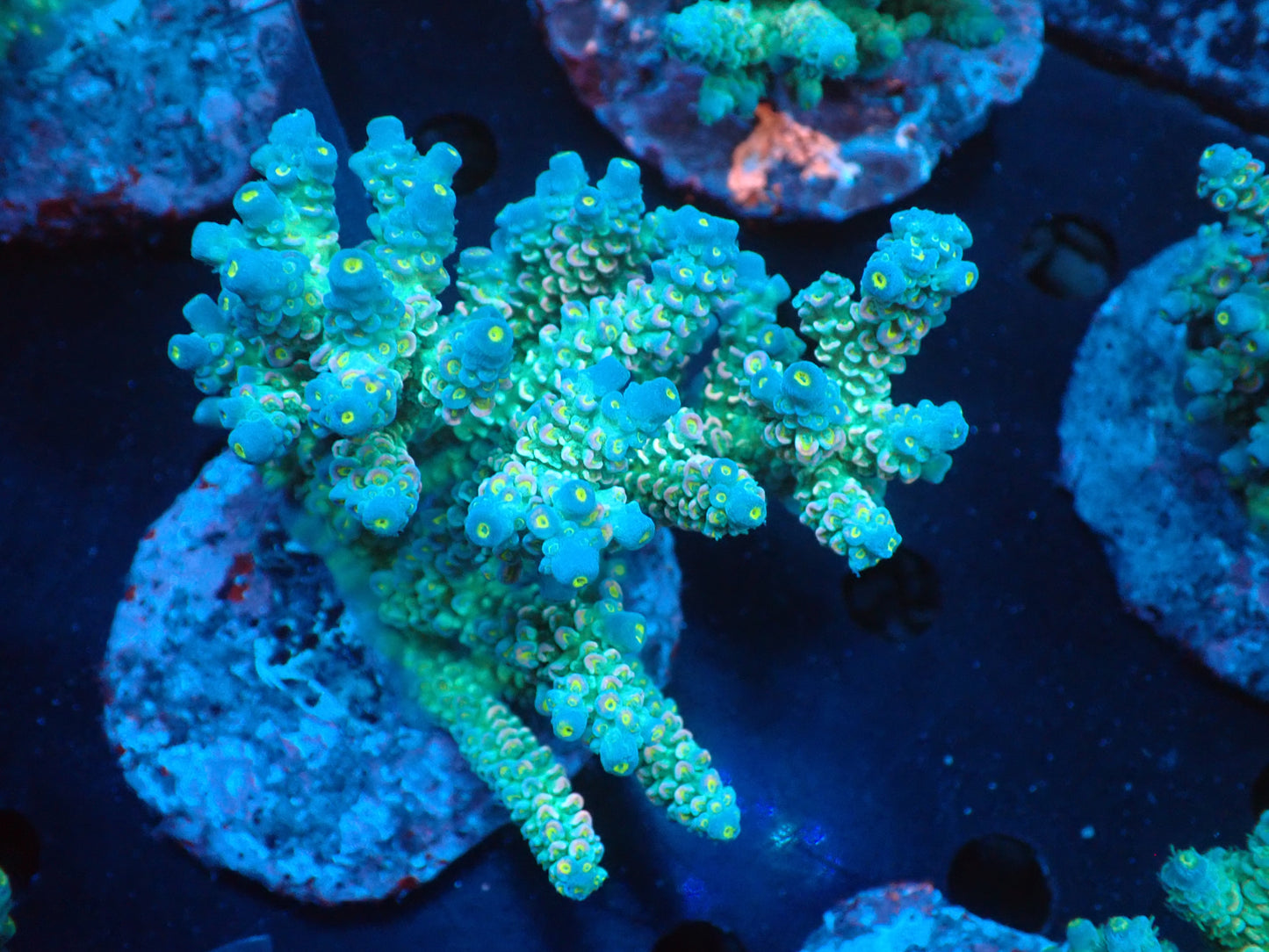 Acropora (ウスエダミドリイシ) インドネシア産018