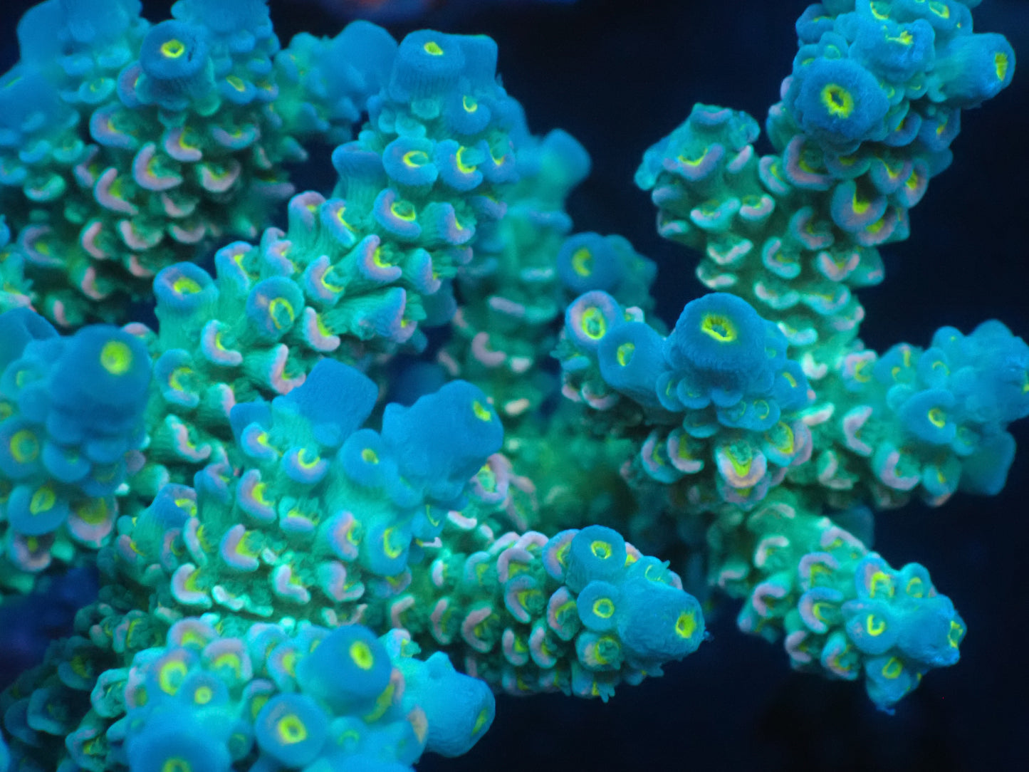 Acropora (ウスエダミドリイシ) インドネシア産018