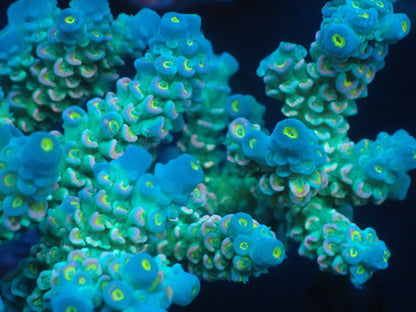 Acropora (ウスエダミドリイシ) インドネシア産018