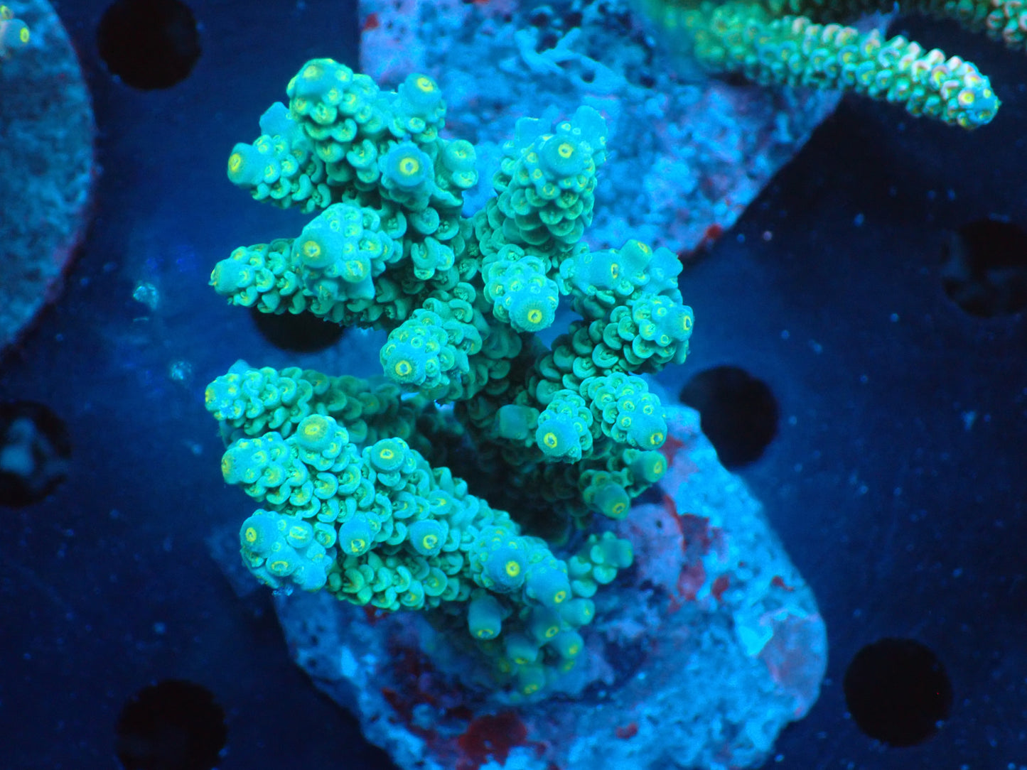 Acropora (ウスエダミドリイシ) インドネシア産019