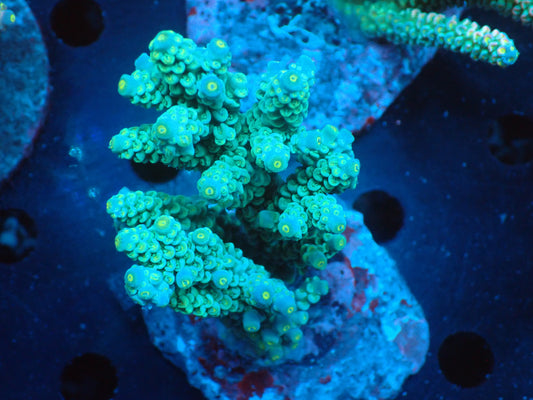 Acropora (ウスエダミドリイシ) インドネシア産019