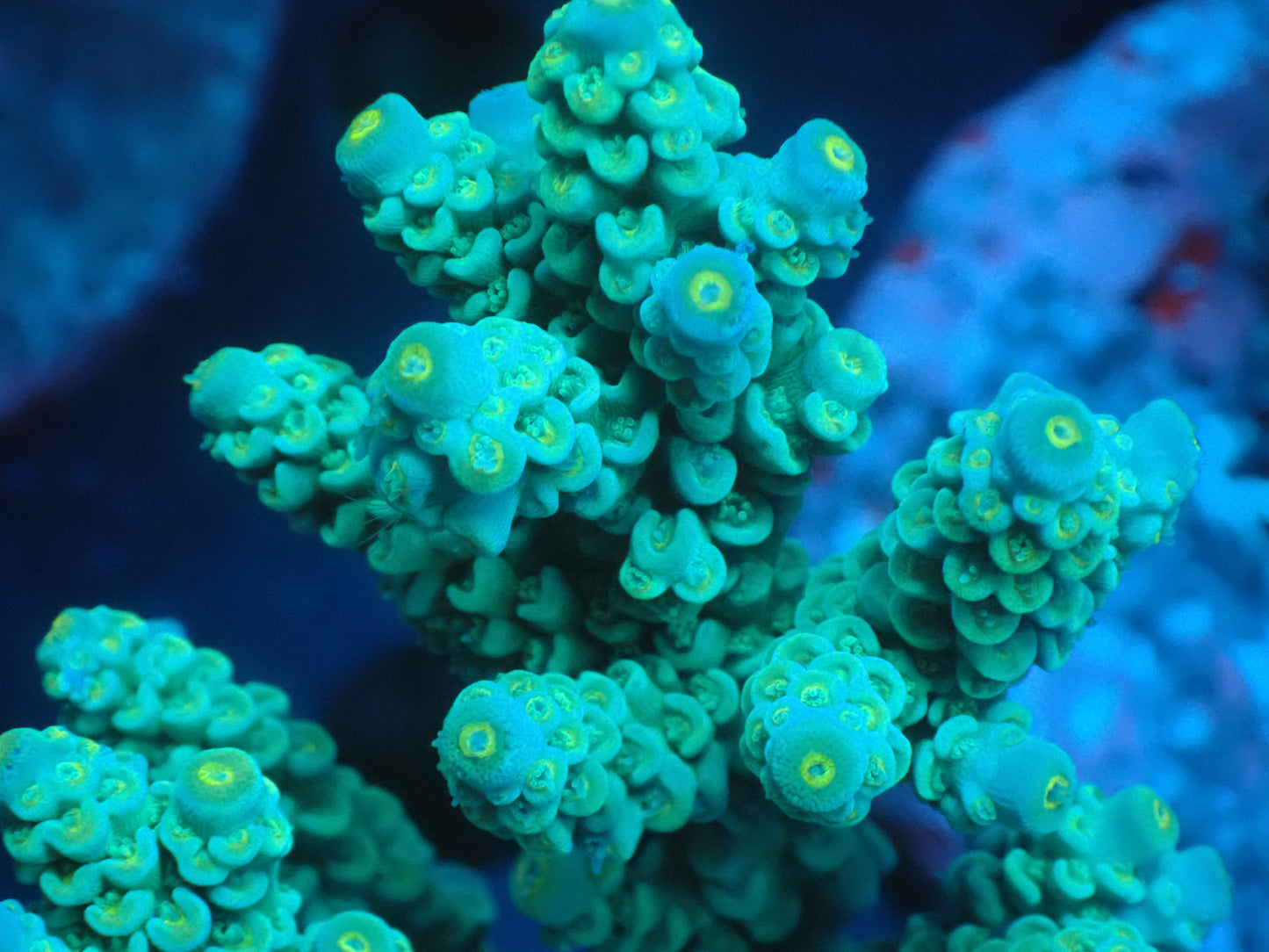 Acropora (ウスエダミドリイシ) インドネシア産019