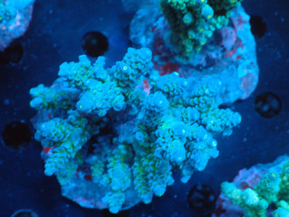 Acropora (ウスエダミドリイシ) インドネシア産020