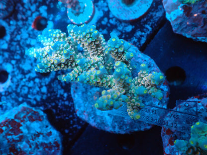 Acropora (ウスエダミドリイシ) インドネシア産021