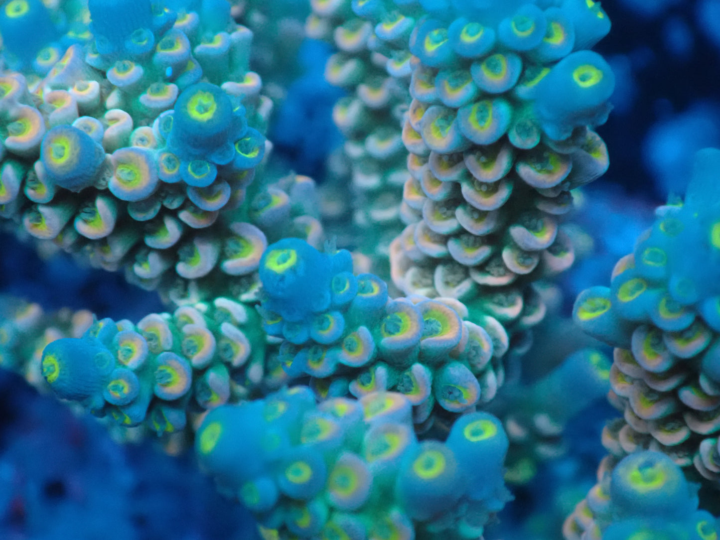Acropora (ウスエダミドリイシ) インドネシア産021