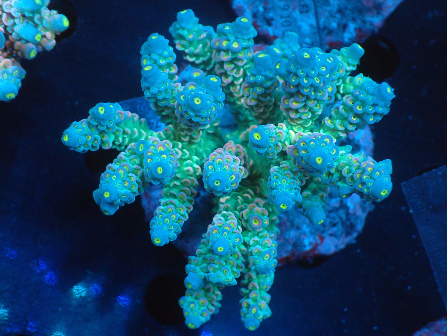 Acropora (ウスエダミドリイシ) インドネシア産022