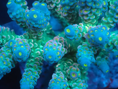 Acropora (ウスエダミドリイシ) インドネシア産022