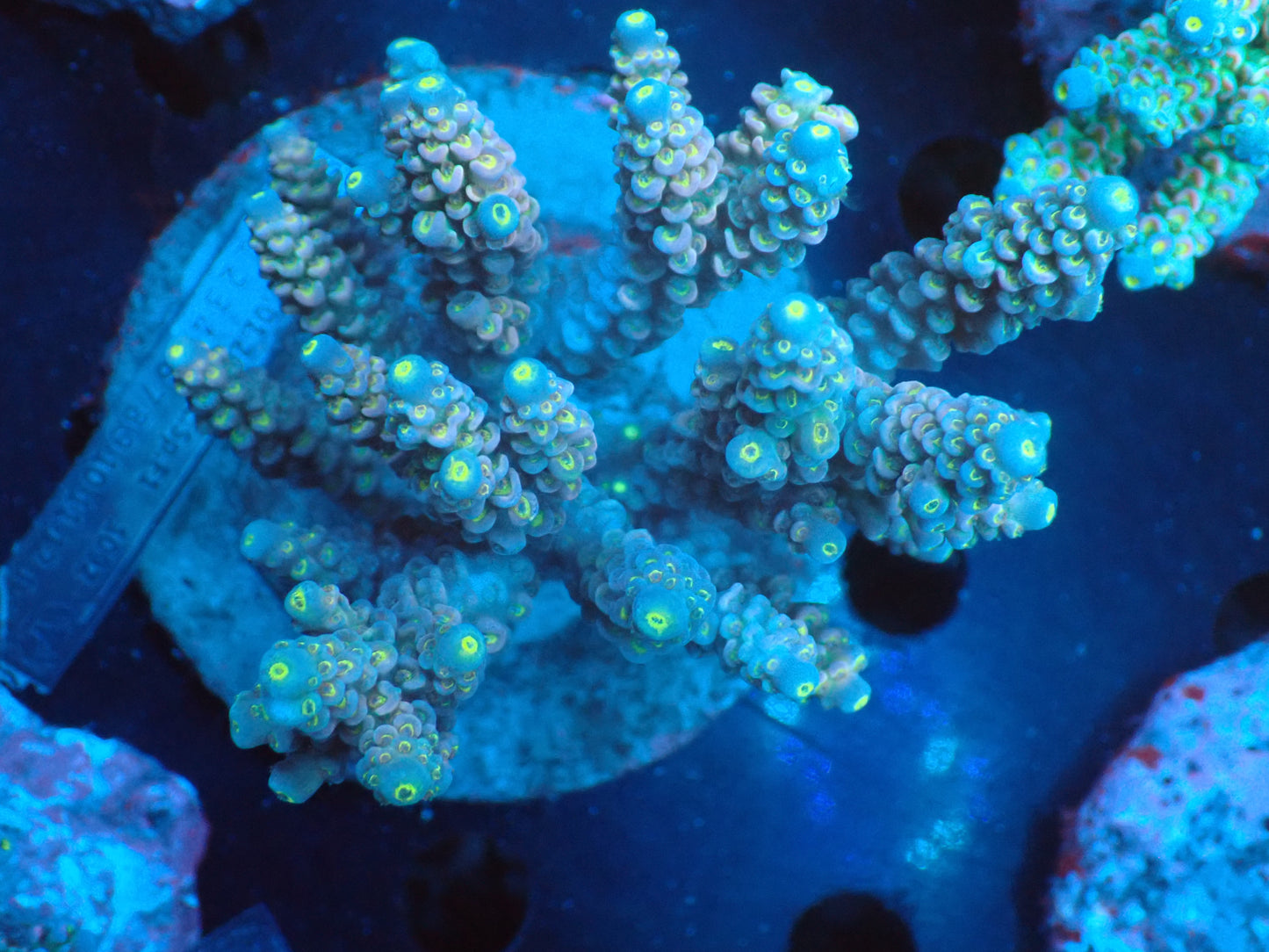 Acropora (ウスエダミドリイシ) インドネシア産023