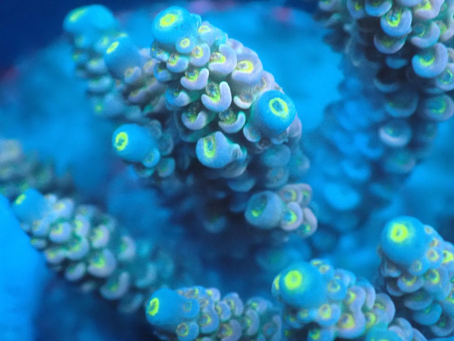 Acropora (ウスエダミドリイシ) インドネシア産023