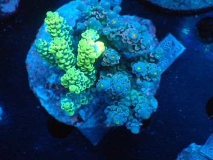 Acropora (ウスエダミドリイシ) インドネシア産024