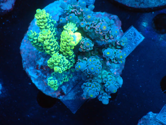 Acropora (ウスエダミドリイシ) インドネシア産024