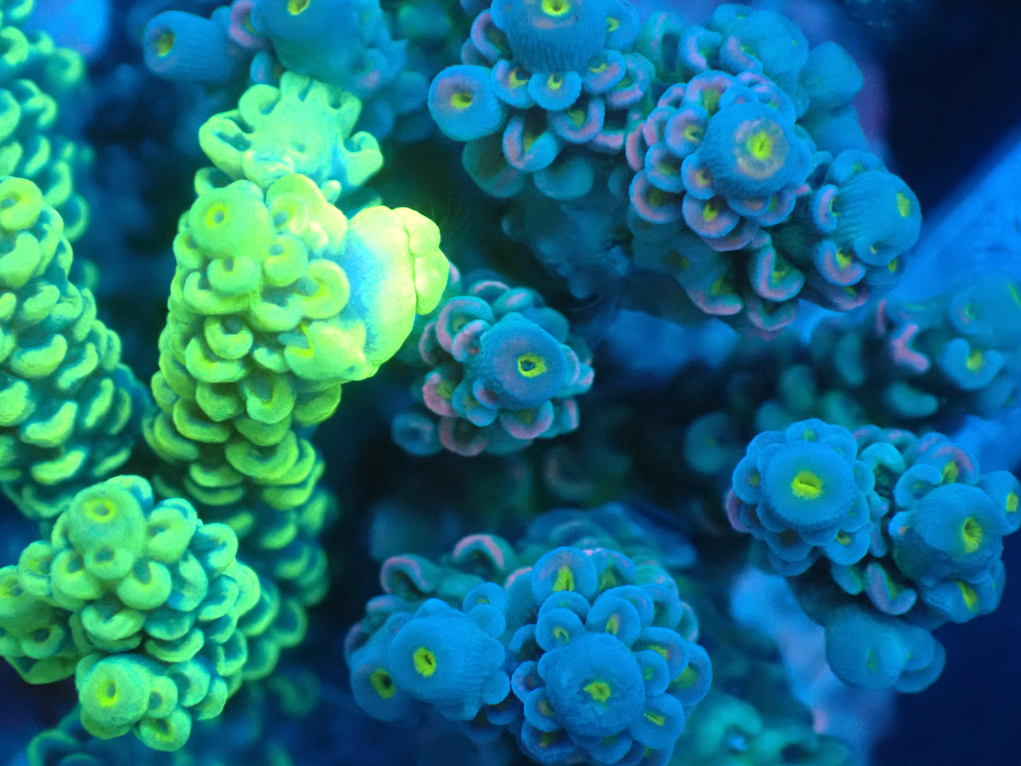Acropora (ウスエダミドリイシ) インドネシア産024