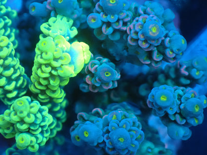 Acropora (ウスエダミドリイシ) インドネシア産024