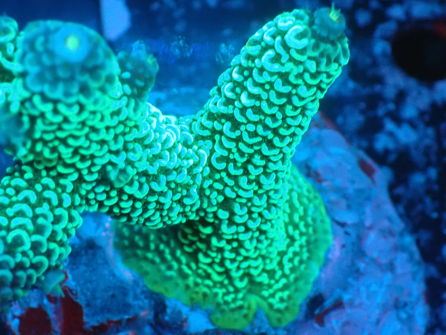 Acropora (スパスラータ) インドネシア産025