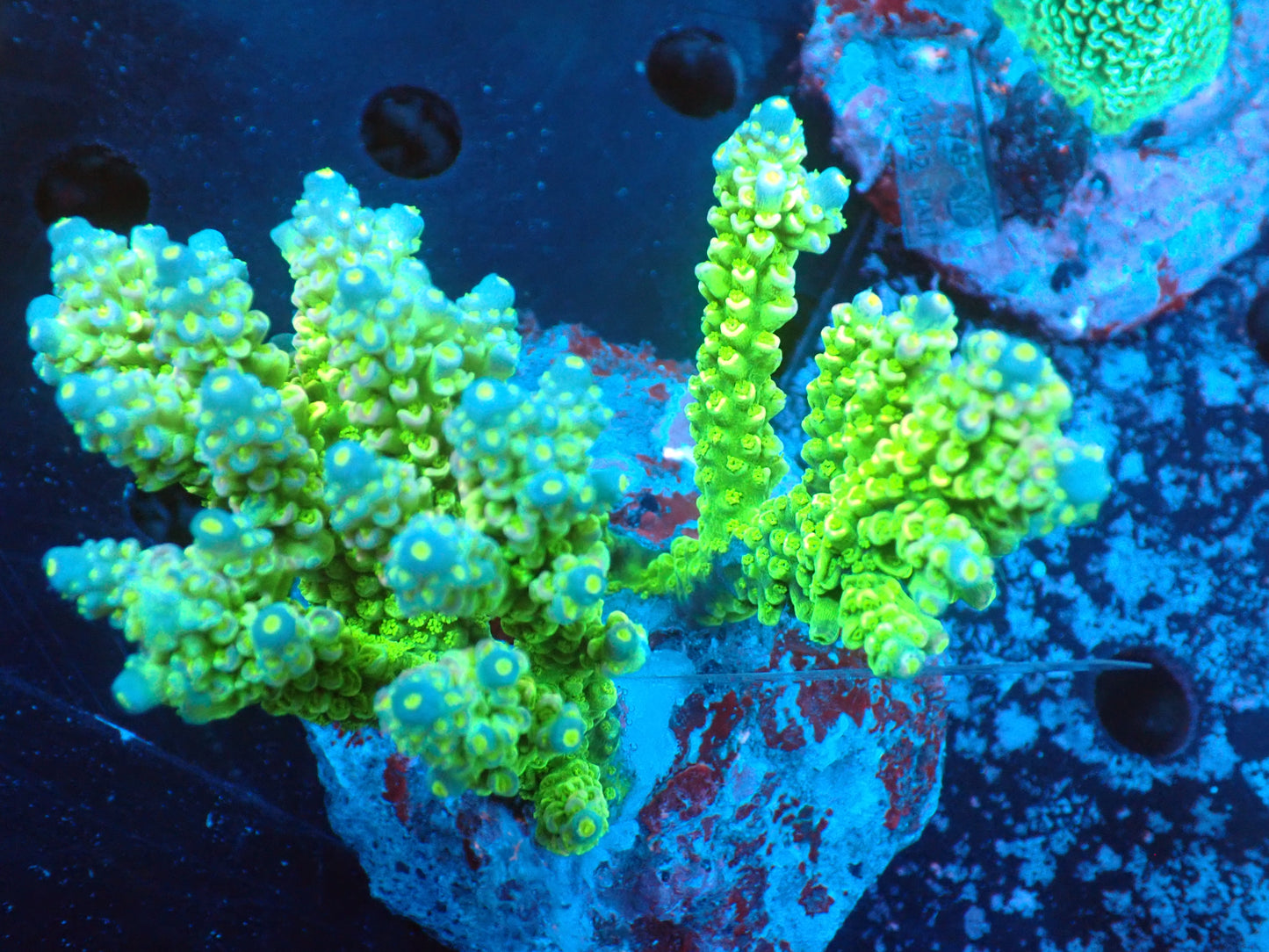 Acropora (ウスエダミドリイシ) インドネシア産026