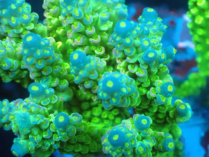 Acropora (ウスエダミドリイシ) インドネシア産026