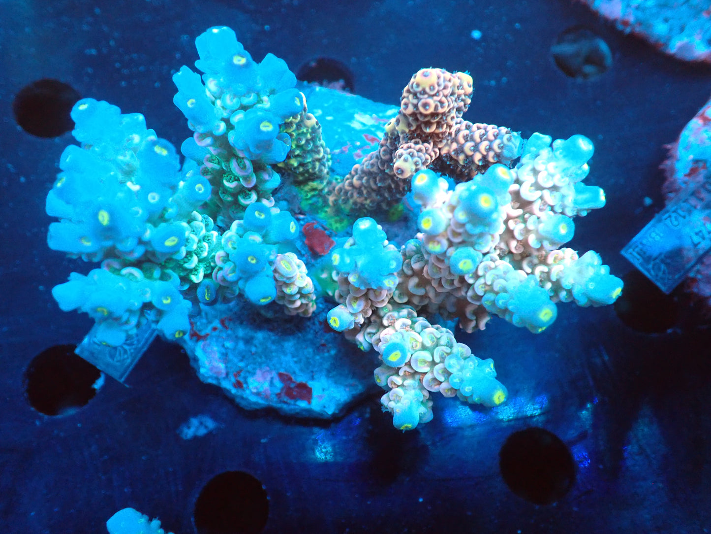 Acropora (ウスエダミドリイシ) インドネシア産027