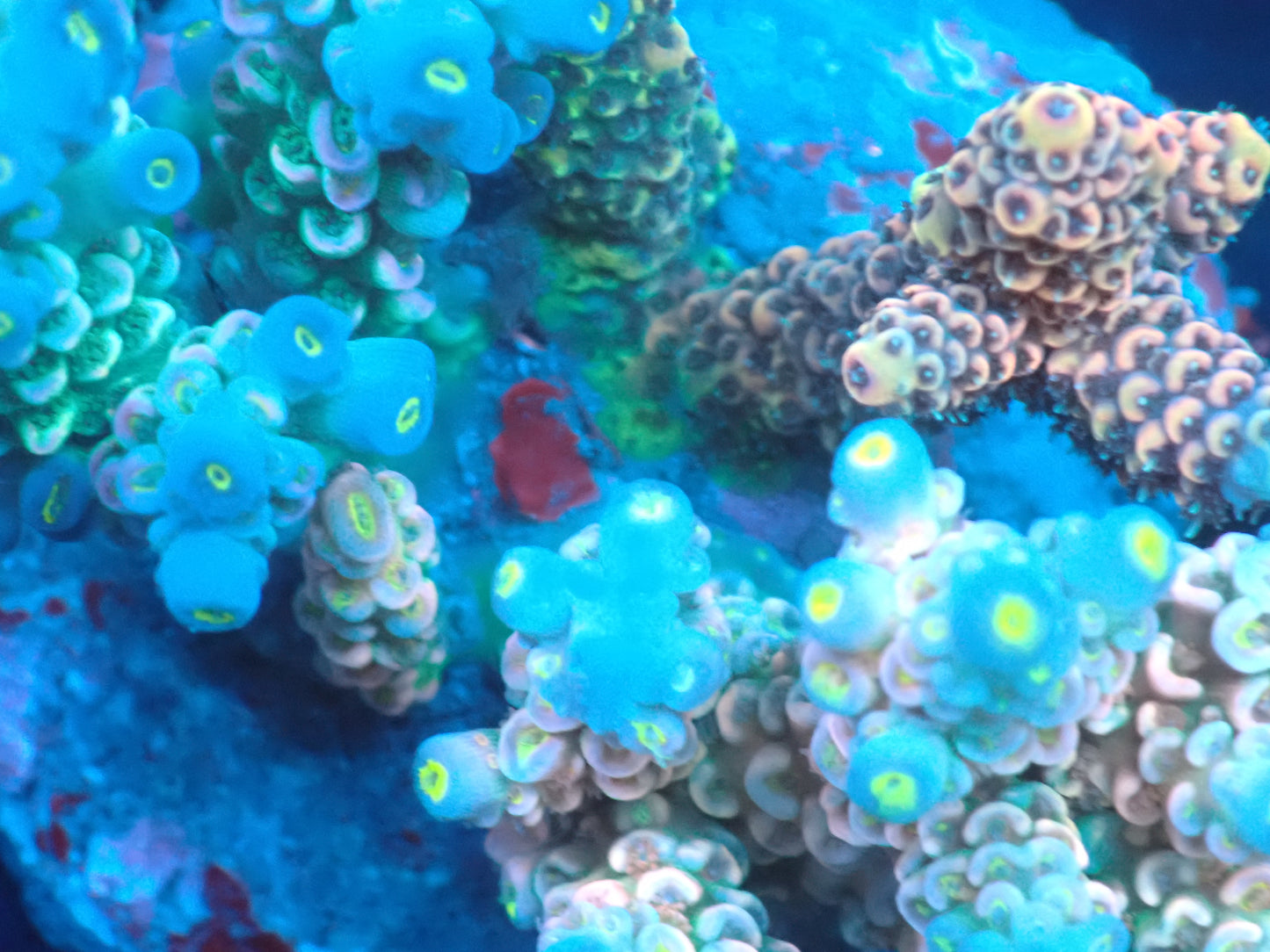 Acropora (ウスエダミドリイシ) インドネシア産027
