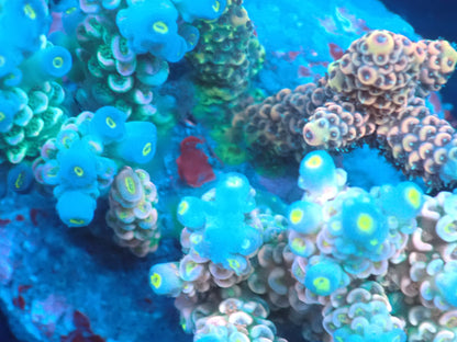 Acropora (ウスエダミドリイシ) インドネシア産027