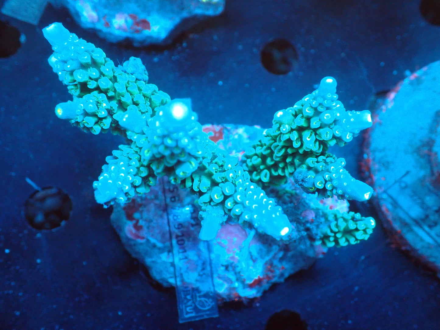 Acropora (ミドリイシ) インドネシア産028