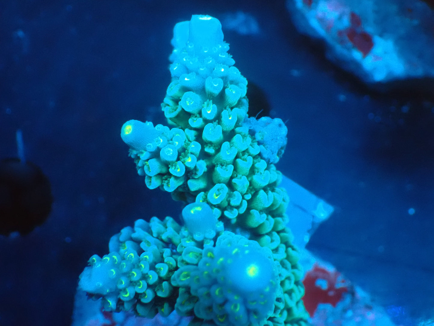 Acropora (ミドリイシ) インドネシア産028