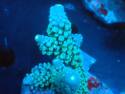 Acropora (ミドリイシ) インドネシア産028