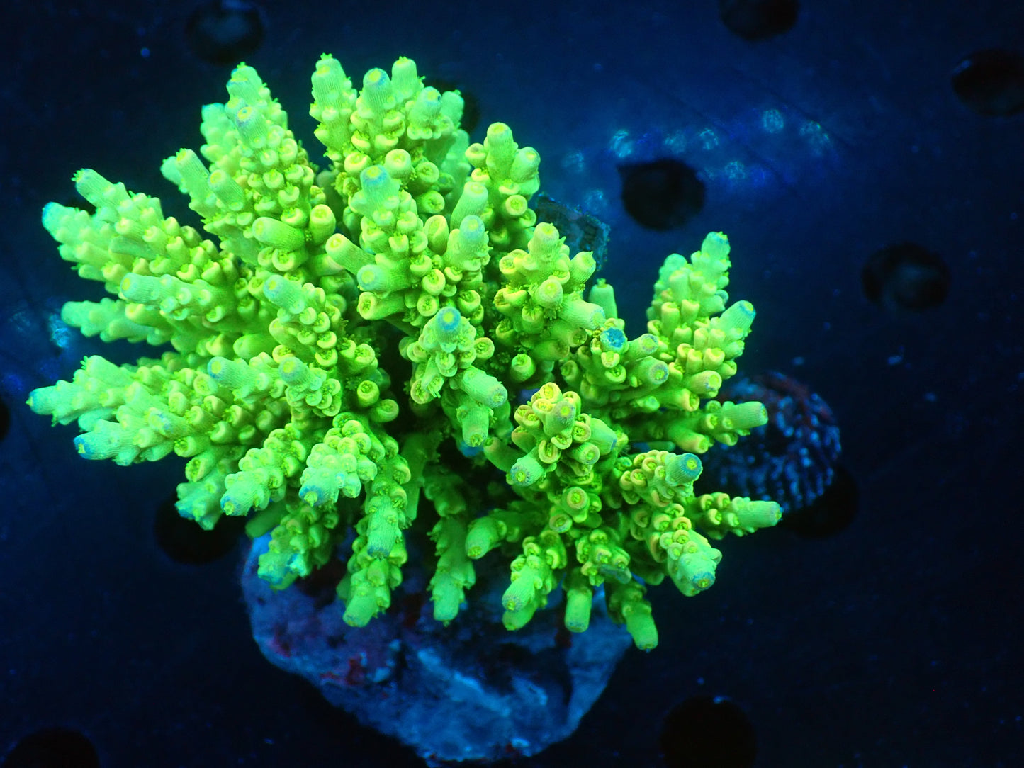 Acropora (ミドリイシ) インドネシア産030