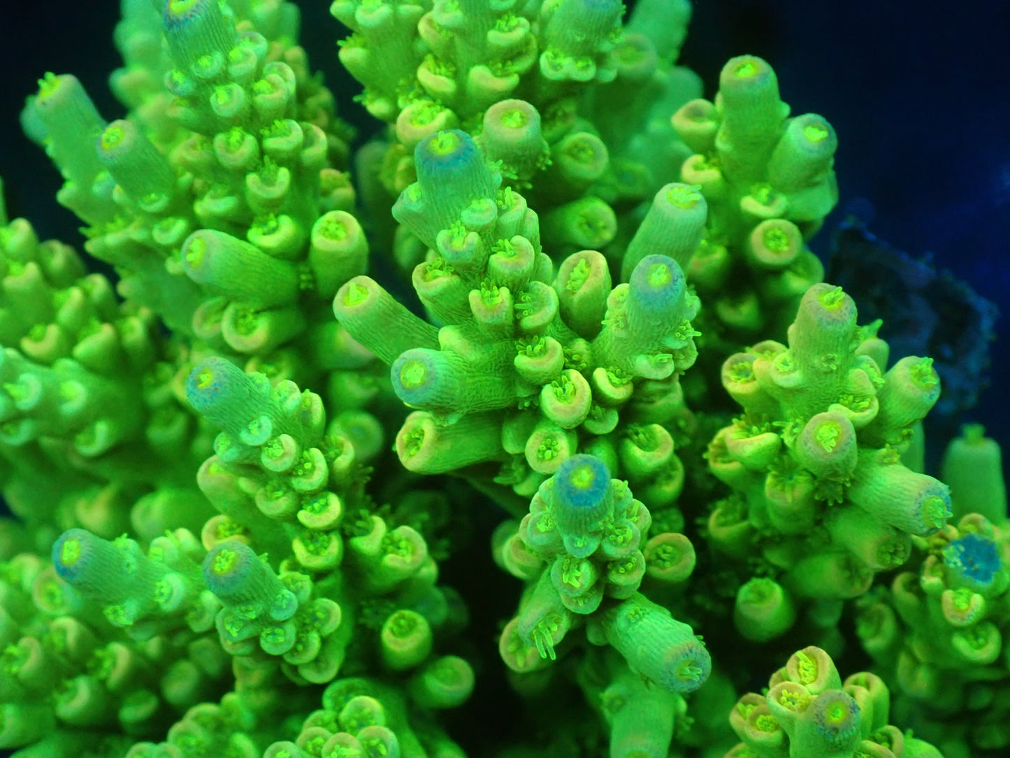 Acropora (ミドリイシ) インドネシア産030