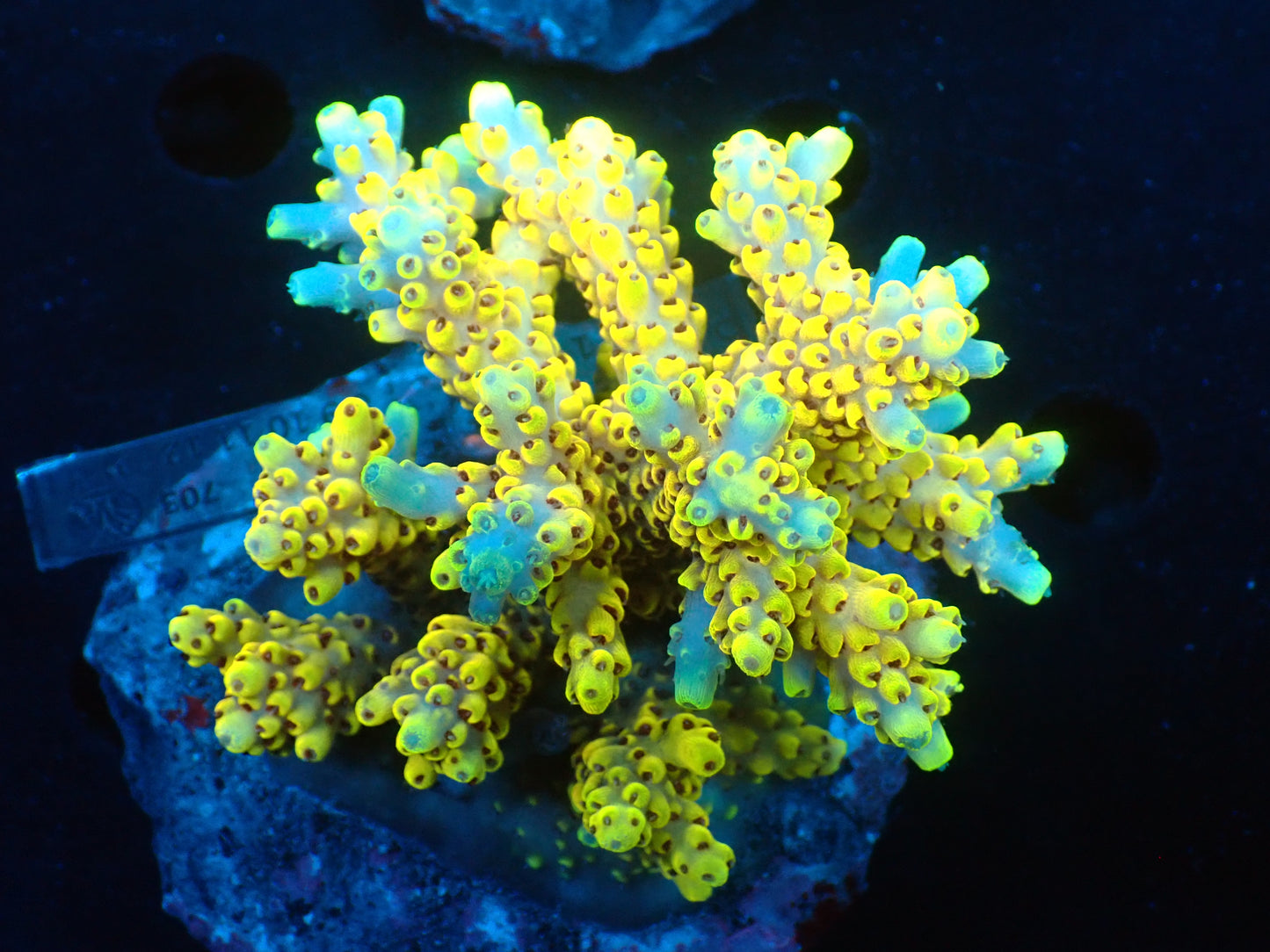Acropora (ピカチュウ) インドネシア産031