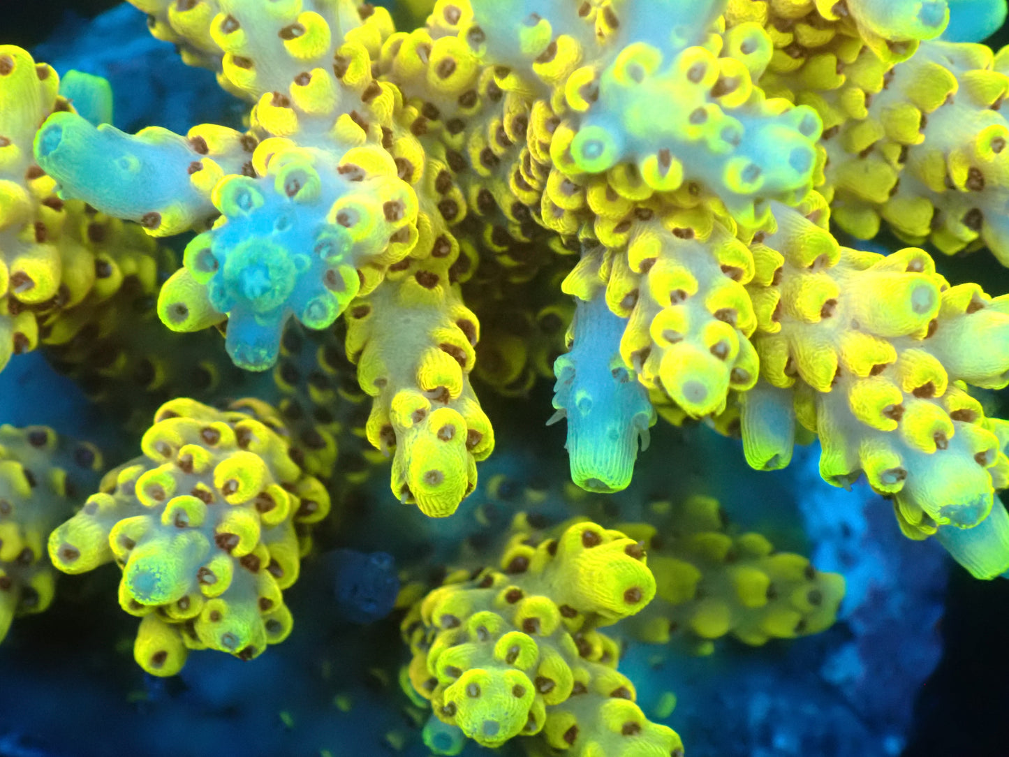 Acropora (ピカチュウ) インドネシア産031